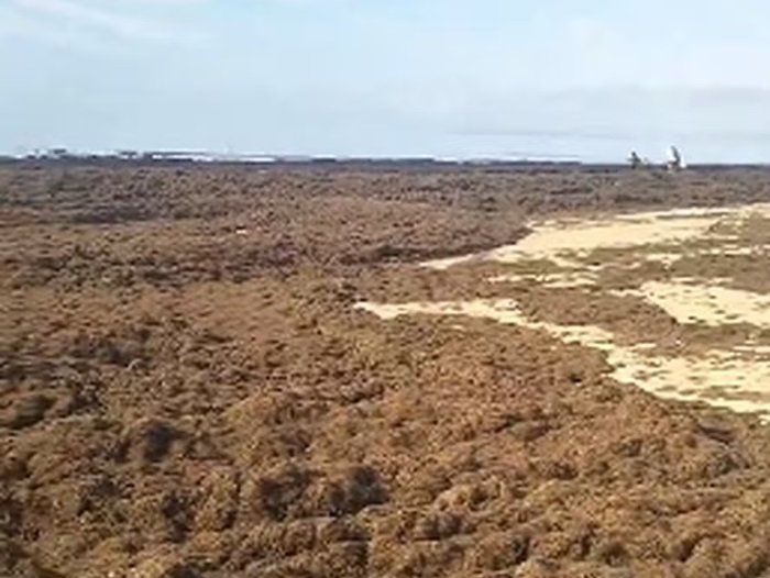 Leia Algas gigantes vindas do Japo, Coreia e Austrlia invadem praias de Portugal