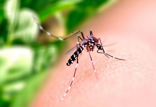 Itália eleva nível de alerta nas fronteiras em função da dengue